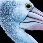 火锅炖兔仔:第一部视频带你体验美味之旅 1gfim