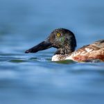 白嫖者联盟官网:共享资源与福利的乐园 25wmmc7