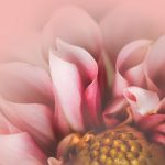 百丽大秀:绽放时尚魅力,展现女性优雅风采 5j10o7a89