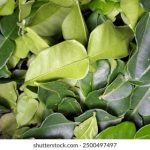 白嫖者联盟2024最新版本:畅享无限资源与福利的终极攻略 fg1d9