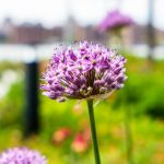 白胡子影院奇优影院:探索经典与新潮电影的完美结合 s7k0x85