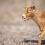 白丝里面流白浆的神秘魅力与视觉冲击 yfrxl3kds8